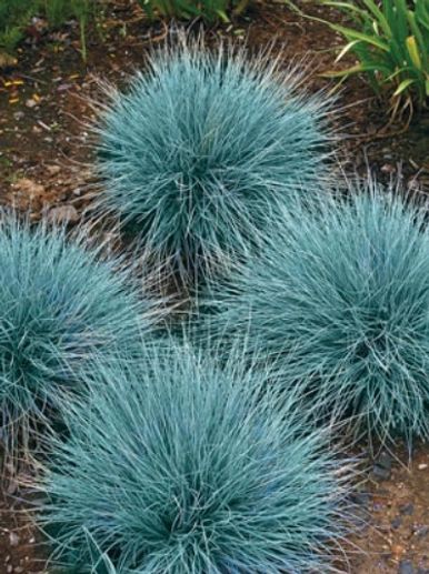 ornamental grass, blue fescue, Johnson Landscape, Kearney Nebraska, Grand Island Nebraska