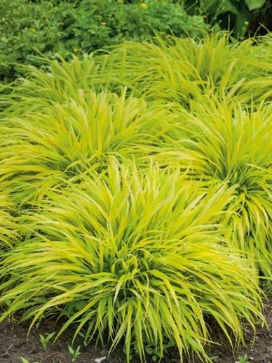 ornamental grass, Japanese Hakone grass, shade grass, Johnson Landscape, Kearney Nebraska, Grand Isl