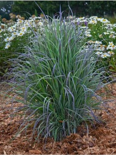 ornamental grass, little bluestem, Johnson Landscape, Kearney Nebraska, Grand Island Nebraska