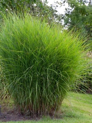 ornamental grass, maiden grass, Johnson Landscape, Kearney Nebraska, Grand Island Nebraska