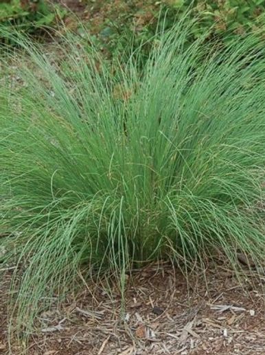 ornamental grass, prairie dropseed, Johnson Landscape, Kearney Nebraska, Grand Island Nebraska