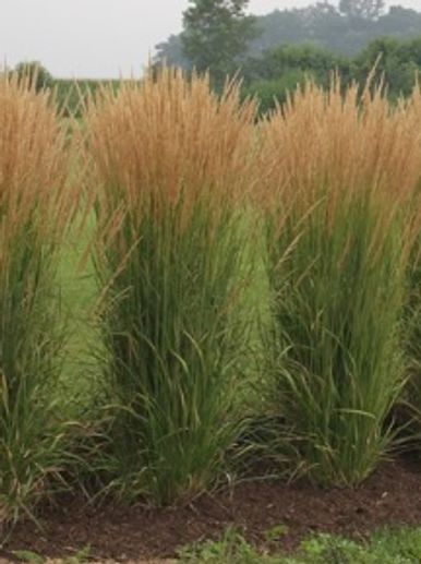 ornamental grass, karl foerster grass, Johnson Landscape, Kearney Nebraska, Grand Island Nebraska