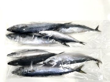 frozen mackerel fish bait, frozen mackerel fish bait Suppliers and  Manufacturers at