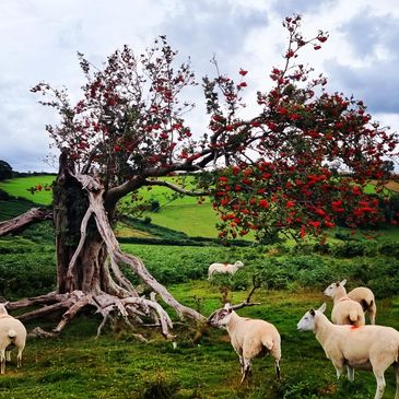 The Fairy Tree, Mynydd Illtud