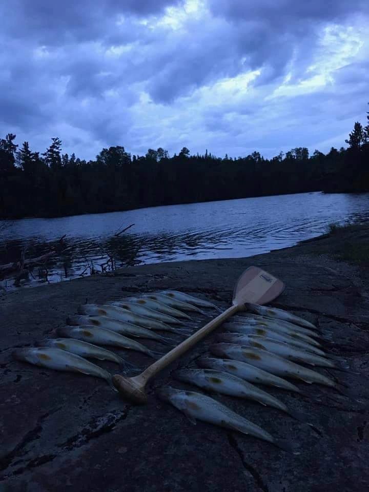 Fresh walleye shore lunch frying over a fire on a wilderness shoreline