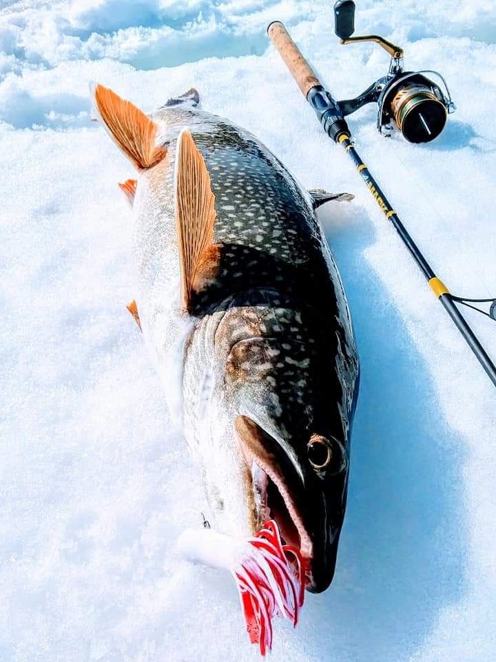 Hardwater lake trout
