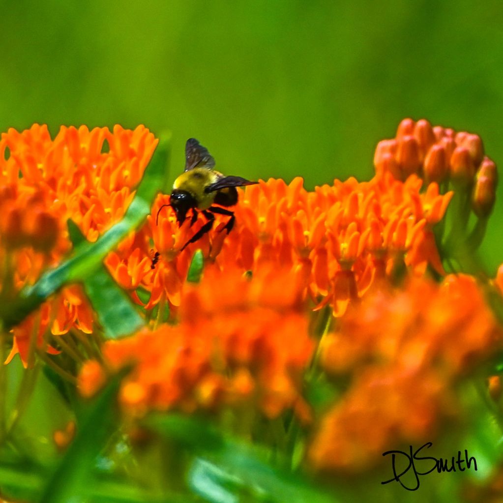 Bee landing on bright orange flowers.