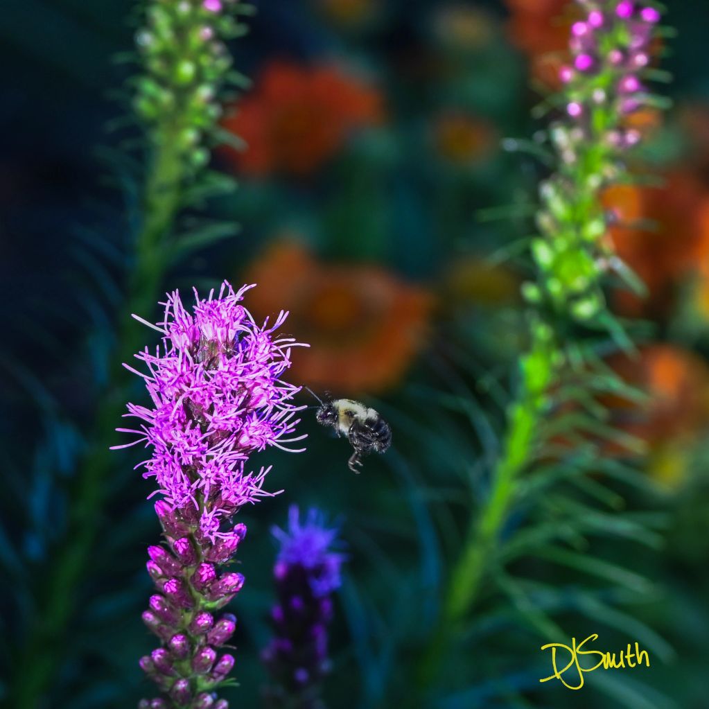 Bee approaching a vibrant purple flower.