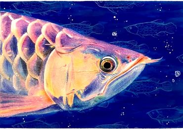 Arowana | 2021
colored pencil and gouache, 9x12