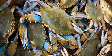 Featured image of post Recipe of Live Blue Crabs Wholesale