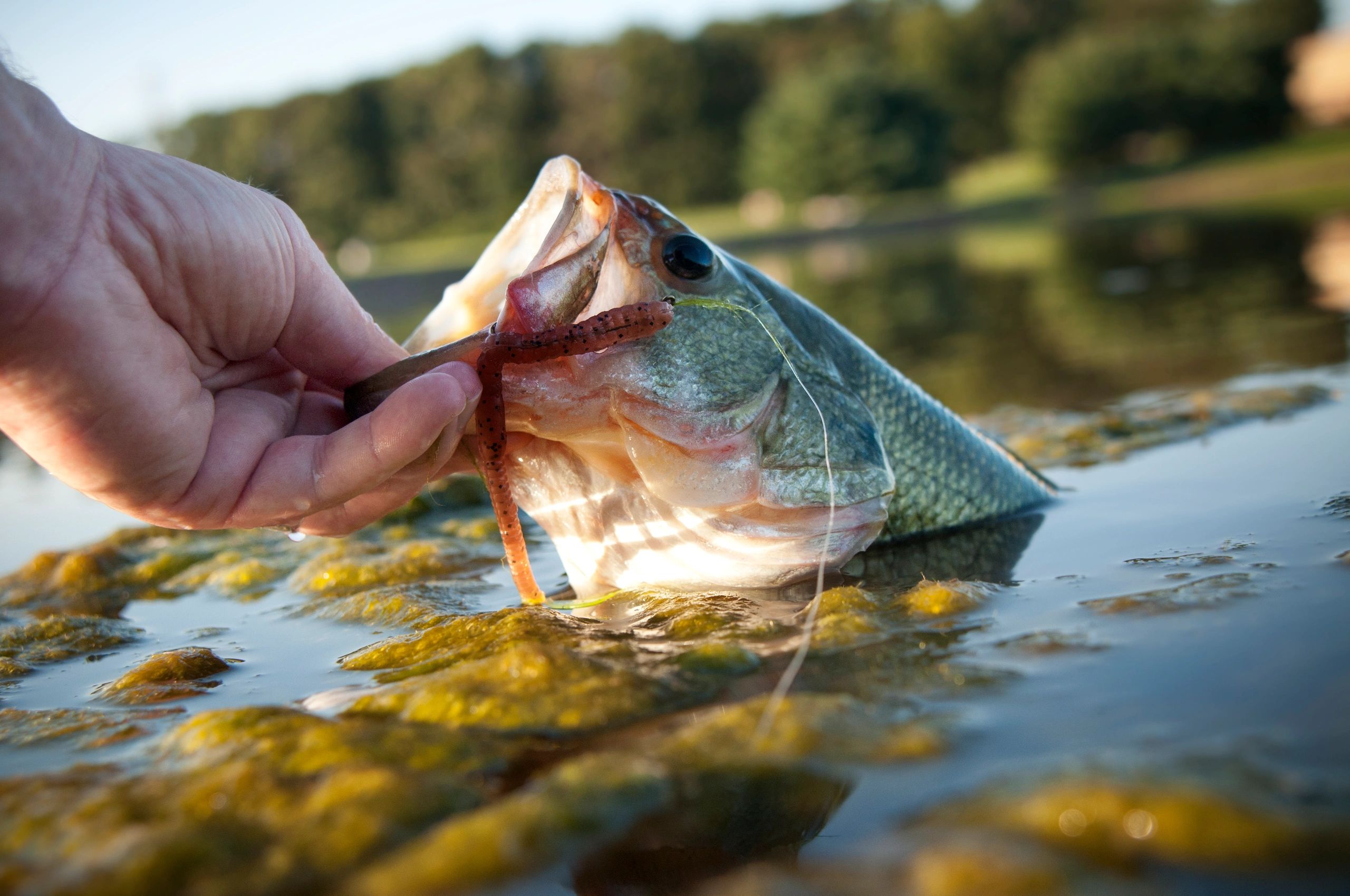 A hand removing a worm from a largemouth bass caught in a pond.