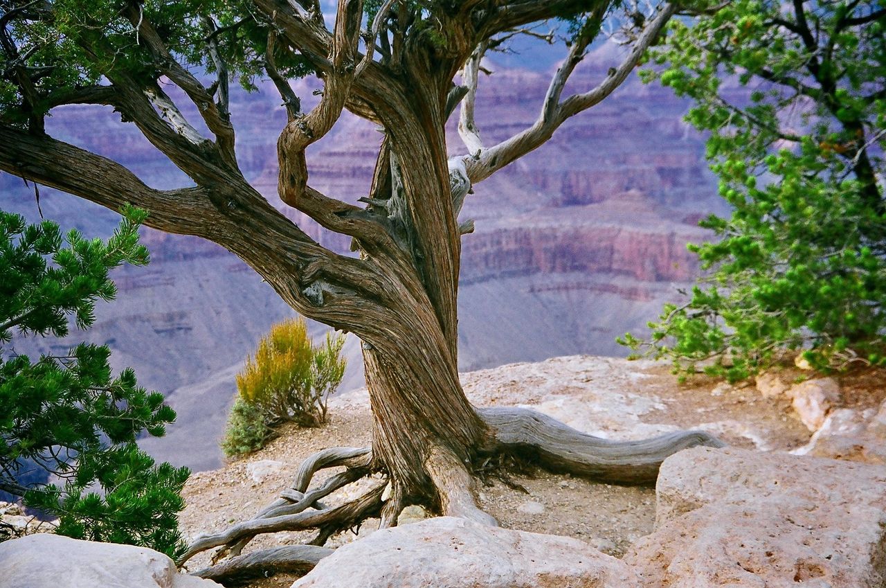 Nature is not 'Informal': It has a natural form which gives it strength (Pic: Pixabay)