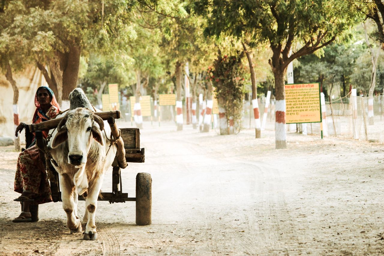 Photo courtesy: Pexels