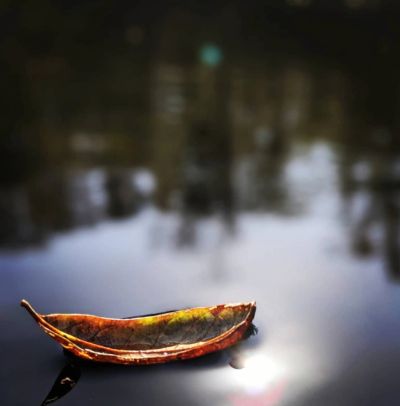 A dry leaf floating on calm water.