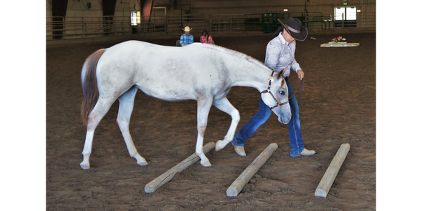 Woman leading a POA over three logs in an in-hand trail class.