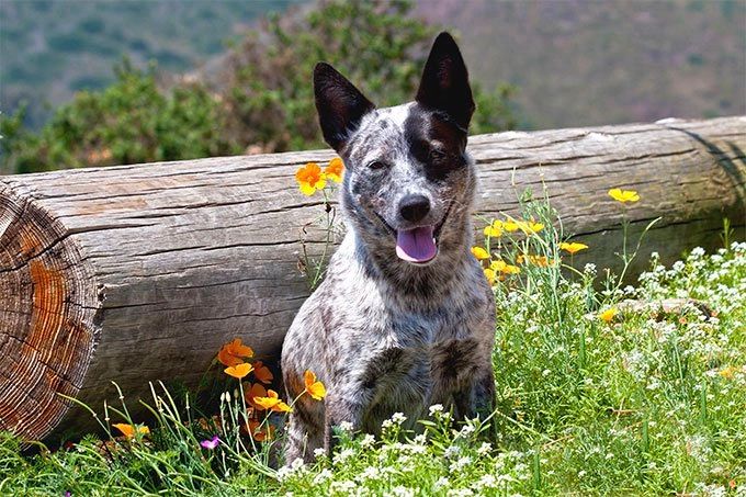 how long is a blue heeler pregnant