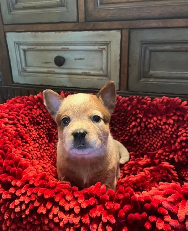 10 week old pup available 