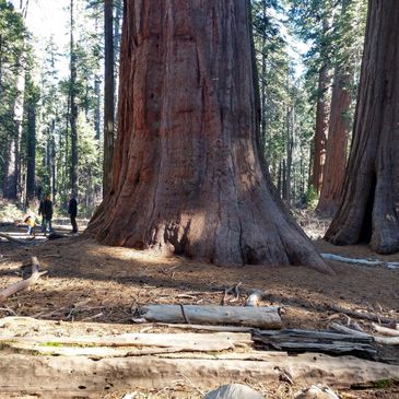 Old growth forests 