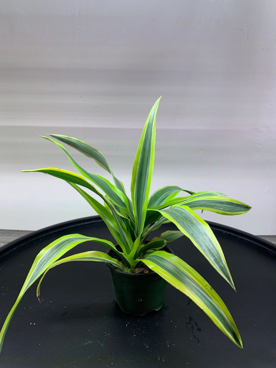 Dracaena Warneckii