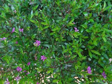 Mexican heather plant with small purple flowers.