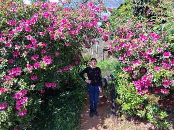 Garden path surrounded by classic magentas!