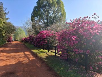 Our classic magenta mother plants at Sabie Star