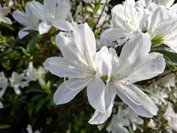 Close-up of delicate white flowers of our pure white variety with dew drops on petals.