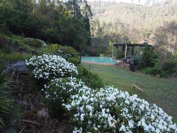 Pure white azalea flowers blooming along a garden path with hills in the background at Sabie Star