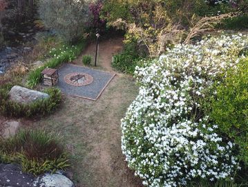 The magnificent pure white variety hedge can be seen at Sabie Star in August of each year.