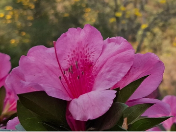 Close-up of a magnificent classic magenta bloom with green leaves