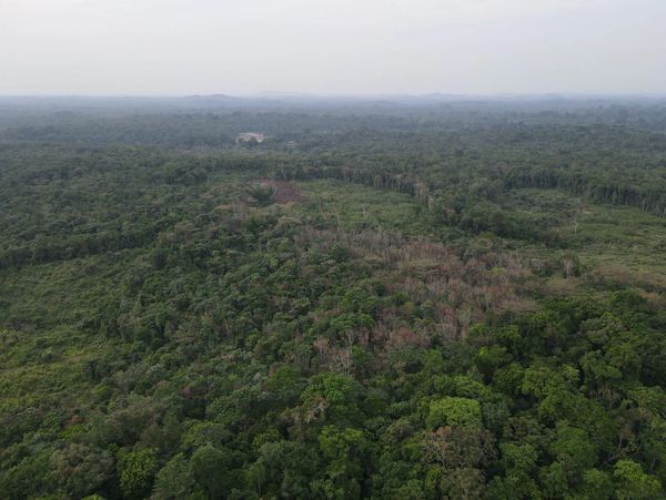 Aerial view of a dense forest with patches of dry trees under a cloudy sky.