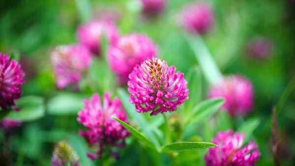 Field of Red Clover Flowers