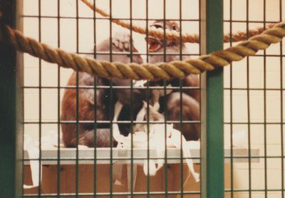 Bibi and Ernie playing
