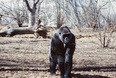 Baby's bad hair day! Three-week-old mountain gorilla sports an