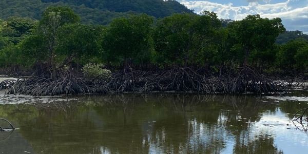 Dense mangrove trees with exposed roots along a calm water body under a partly cloudy sky.