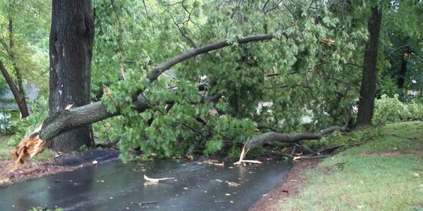 Fallen Tree on Driveway.