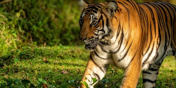 Magge Female Tiger on a winter morning