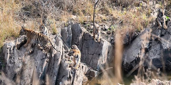 Famous cubs of Gothangaon Gang - all 5 in 1