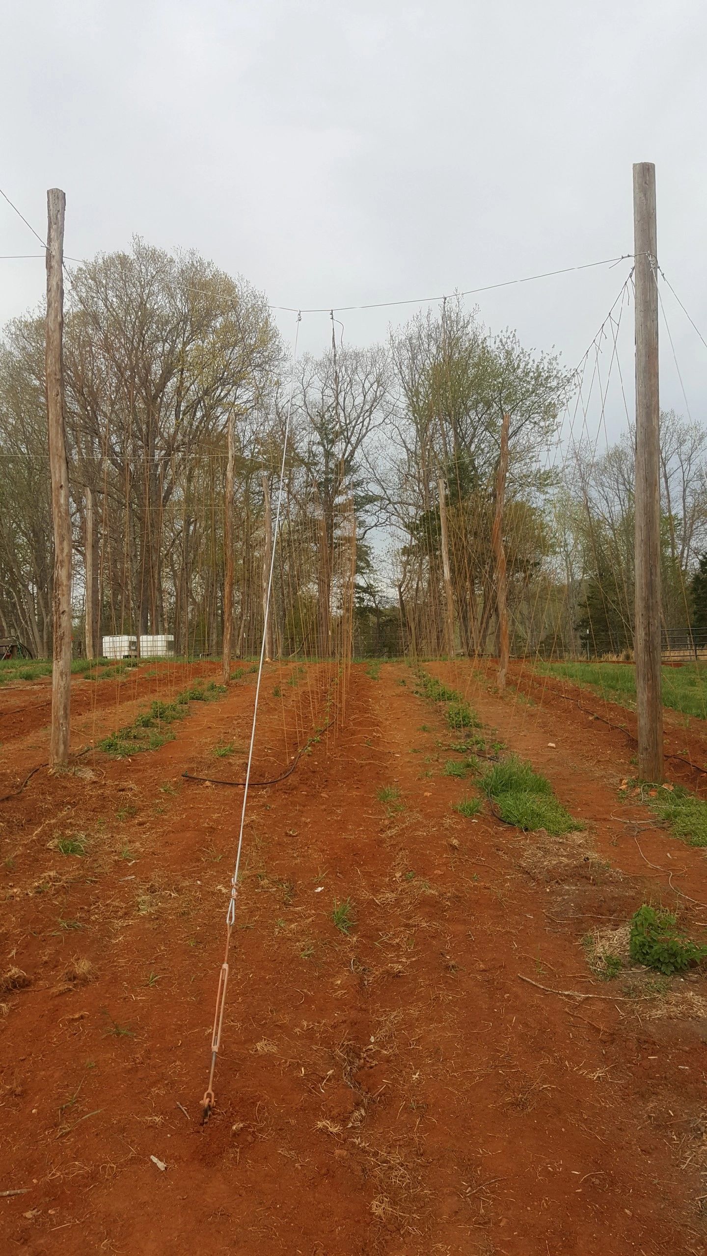 Parison Stringing Partial Coir Stringing. Next step, Finish Stringing and Train.
