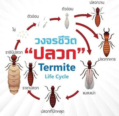 บริษัทกำจัดปลวก จบปัญหาปลวกแมลงขึ้นบ้านอย่างมีประสิทธิภาพ บริษัทกำจัดปลวก จบปัญหาปลวกแมลงขึ้นบ้านอย่างมีประสิทธิภาพ