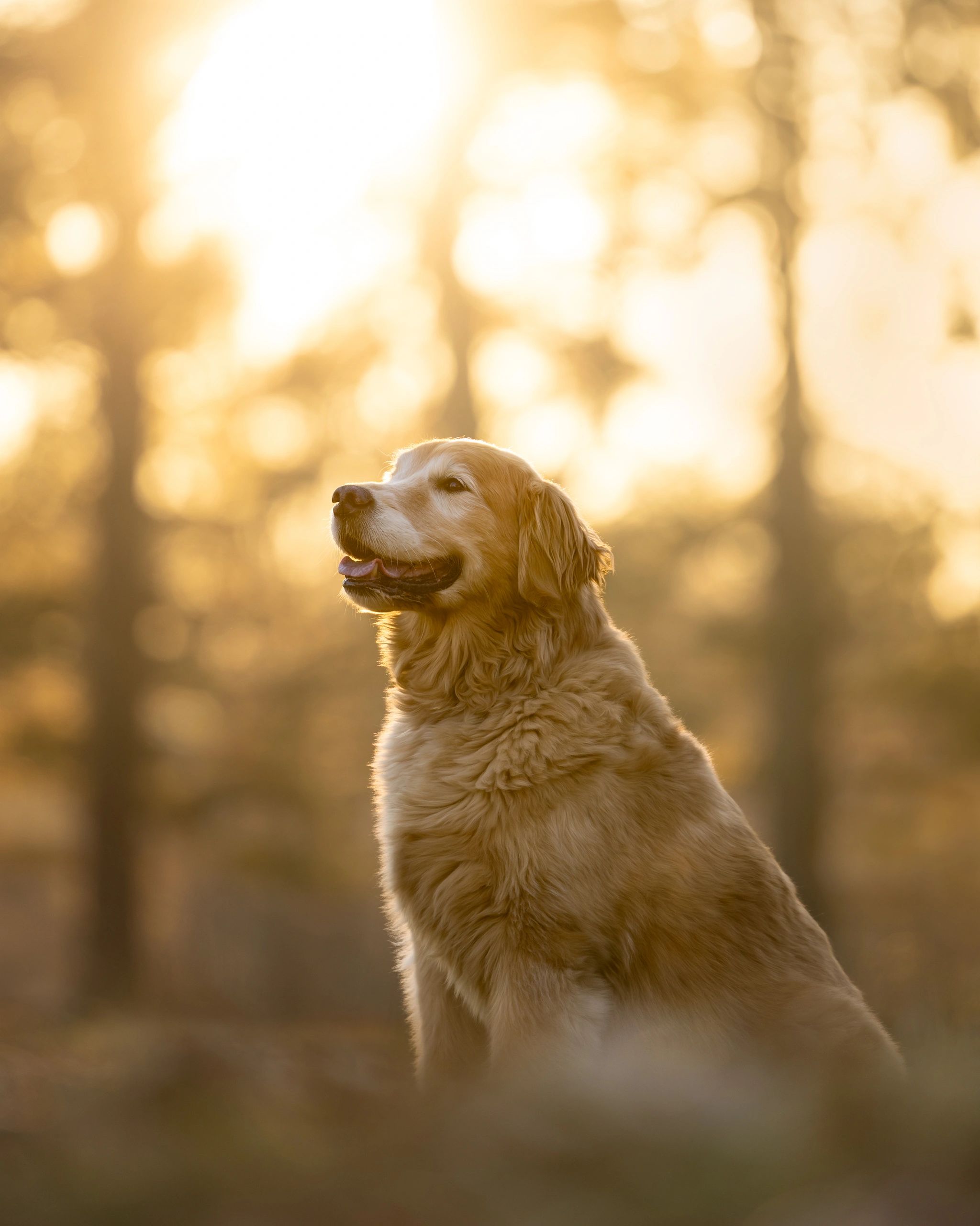 FEBRUARY Breed of the Month: Golden Retriever
