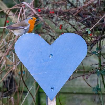 A robin sitting on a blue heart sign