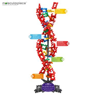 molecularpiece: DNA double helix structure model with inspirational fun fact labels