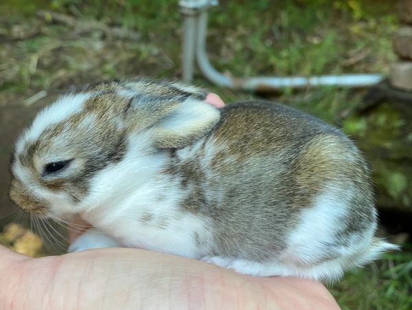 Hand-raised mini lop bunnies for adoption