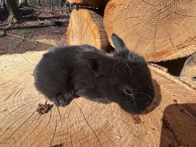 A black rabbit resting on a large tree stump outdoors.