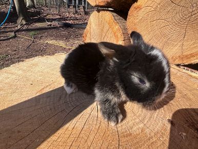 A small black and white bunny sitting on a large tree stump outdoors.