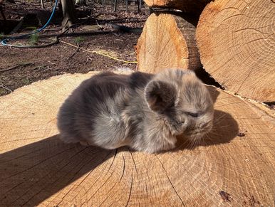 A fluffy gray kitten resting on a tree stump outdoors in sunlight.