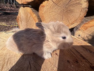 Fluffy brown bunny sitting on cut tree logs in sunlight.