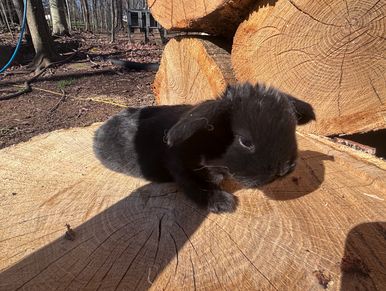A small black rabbit resting on a large cut tree log in the woods.