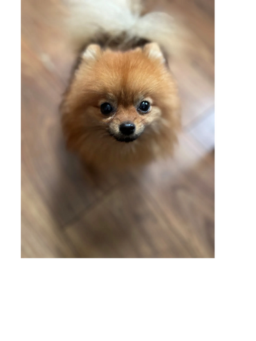 I am Regbi, my coat is soft and shiny because of the tasty treats our mum feeds us